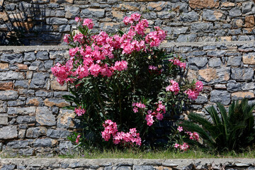 Oleander (Nerium oleander) Busch mit Blüten vor Steinmauer 