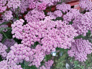 Fototapeta premium Achillea 'Pink Grapefruit'
