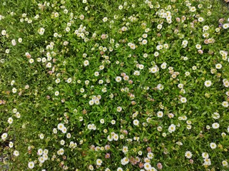 Erigeron karvinskianus