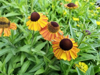 Helenium 'Mardi Gras'