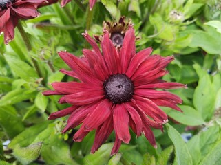 Rudbeckia 'Summerdaisy's Cherry'
