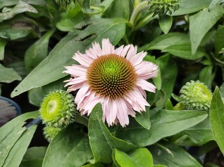 Echinacea 'SunSeekers Pink'