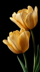 Yellow tulips with delicate petals stand elegantly against a black background, showcasing their vibrant color and intricate textures, perfect for floral design and decoration