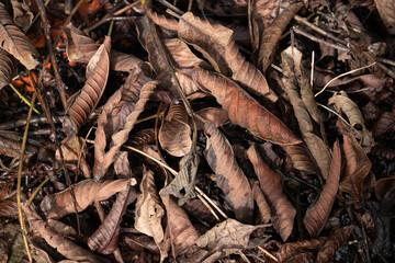A dense texture background of dry, brown, curled leaves on the forest floor, creating a rich and detailed autumn or fall season pattern