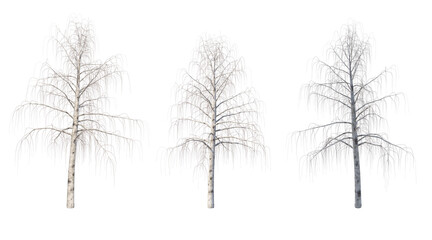 Birch bare tree isolated transparent background 3d rendering
