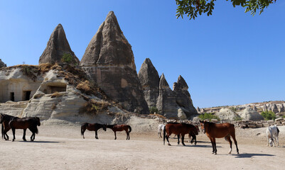 Horses in mountain landscape. Cappadocia, Turkey