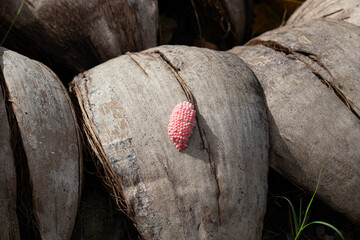 A vibrant pink cluster of golden apple snail eggs on a dry coconut husk, showing a shocking color contrast in a nature macro shot