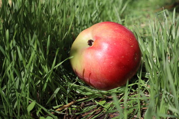 A ripe, rosy apple lies in the green grass on a sunny day
