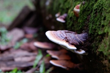 Close-up of shelf mushrooms sprouting from a fallen tree with moss.