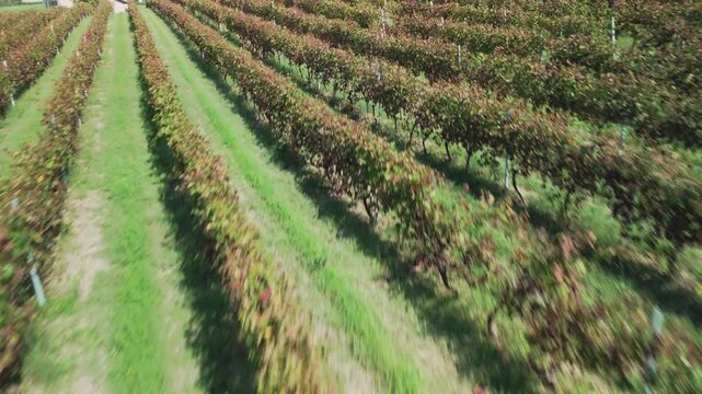 Aerial view, taken by a drone, of the hills, villages and vineyards of Monferrato Region. Monferrato is an hilly area in Piedmont Region (Northen Italy), world famous for wines making and UNESCO Site.
