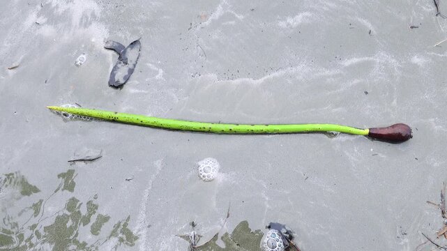 The germinant, shoot of mangrove (Rhizophora mangle) that sprouted on tree and then fell into water in winter and was washed up on sandy shore by tide. Seed will take root in new tree. Borneo Isl