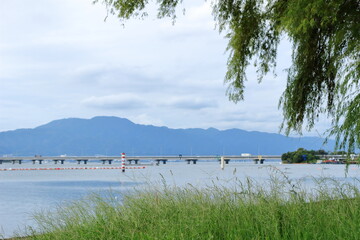 湖岸の夏草と琵琶湖の風景