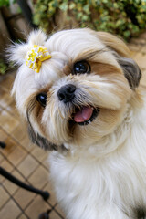 Cute Shih Tzu dog - 21