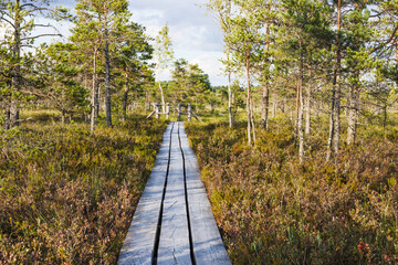 Wooden Boardwalk Through Pristine Bog Landscape