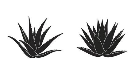 Two aloe vera plants displayed as a striking black silhouette