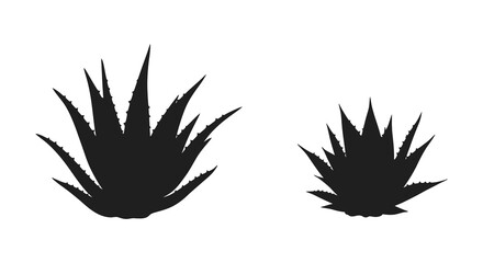 Two agave plants presented in a striking black and white silhouette