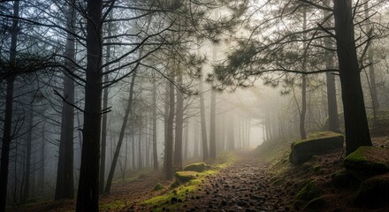 Fototapeta premium Sunlit Path Through a Misty Forest - Natures Serene Embrace.