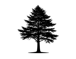 Obraz premium Silhouette of a full evergreen tree