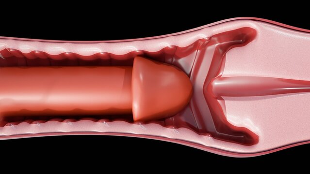 3D cross sectional view of internal structures involved in reproduction, the process of a penis being inserted into a vagina is known scientifically as coitus, copulation or penile vaginal&nbsp;intercourse