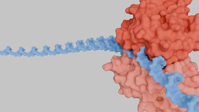 A 3d rendering of Ribosome and Messenger RNA or mRNA strand  are actively engaged in the process of translation, where it reads genetic information to synthesize a protein.