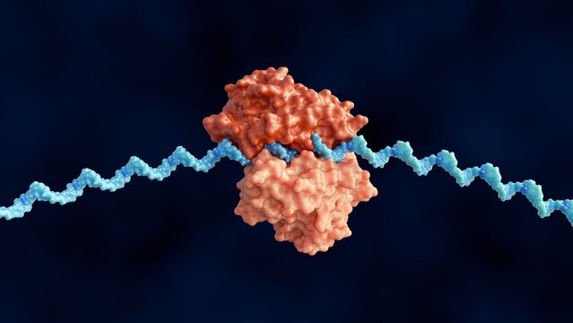 A 3d rendering of Ribosome and Messenger RNA or mRNA strand  are actively engaged in the process of translation, where it reads genetic information to synthesize a protein.