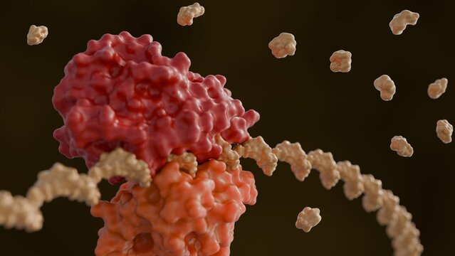 A 3d rendering of Ribosome and Messenger RNA or mRNA strand  are actively engaged in the process of translation, where it reads genetic information to synthesize a protein.