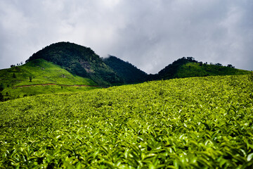 The lush tea plantations of the Ciwidey Mountains