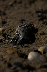 The Circle of Life: A Dried Crab Carapace on a Sandy Beach