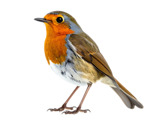 Small songbird, predominantly brown and olive above, vibrant orange breast, pale underparts, slender legs and beak, perched in profile against black background