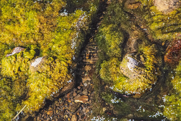 moss on stone in the river