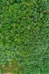 Top Down Aerial View of a Dense Oak Forest The Concept of a Natural Texture