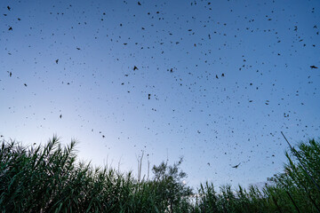 Barn swallow big roost in autumn, on the way to Africa, Catalonia, Spain, Europe
