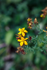 Yellow flowers of St. John’s wort (Hypericum perforatum) on a green background in the summer garden, medicinal herb close up