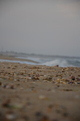 Artistic Close-up of a Seashell Covered Beach with Soft Focus