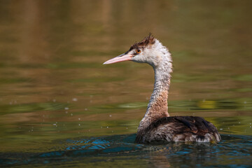 Great grebe in the water