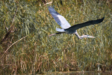Grey blue Heron in flight