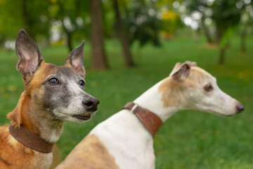 Two greyhounds stand closely together in a serene, grassy area, surrounded by lush trees, fully enjoying the beauty of nature and their companionship