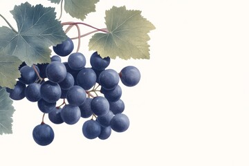 Illustrated angular portraits of grapes on vine - elegant design for art prints and cards
