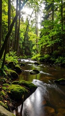 Obraz premium Tranquil forest stream