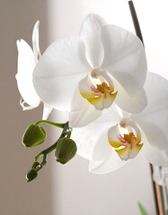 Close-up of white orchid blossoms