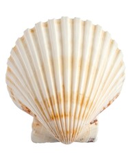 Close-up of a scallop shell