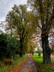 Dirt road leading through an avenue of trees in autumn Prague Satalice