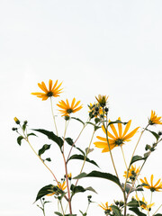 Yellow flowers topinambur reaching for the sky on a bright day