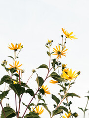 Yellow flowers topinambur reaching for the sky on a bright day
