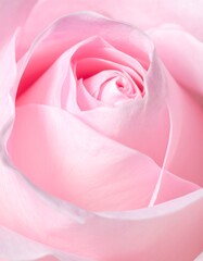 Close-up of a delicate pink rose (2)