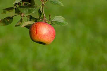 Organic apple hanging on tree in autumn