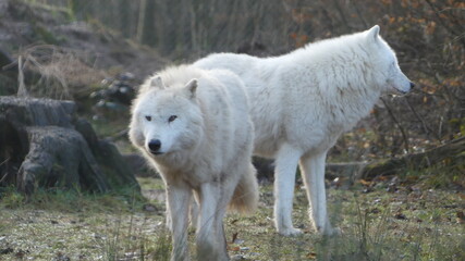 White wolf pair in the forest in the morning in spring