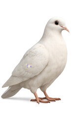 Obraz premium White dove standing on transparent background symbolizing peace and purity