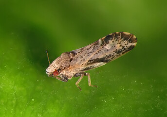 Asian citrus psyllid, Diaphorina citri (Hemiptera: Liviidae) on a citrus leaf