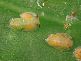 Asian citrus psyllid, Diaphorina citri (Hemiptera: Liviidae). Nymph on a citrus leaf